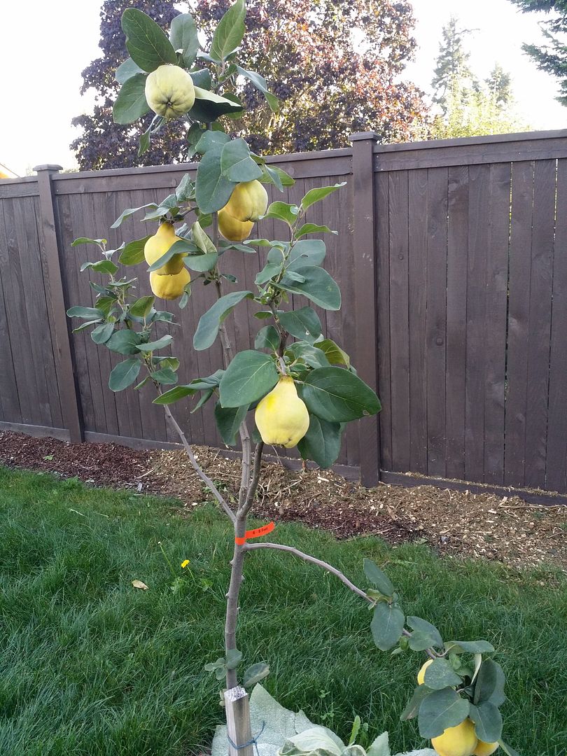 Seattle Garden & Fruit Adventures Update on Pineapple Quince
